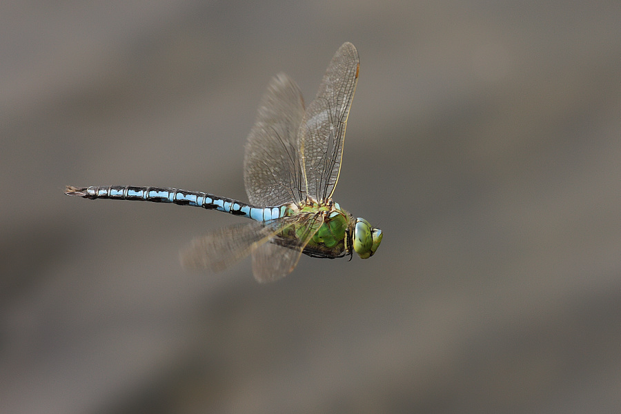 Anax imperator - Šídlo královské - Emperor dragonfly
